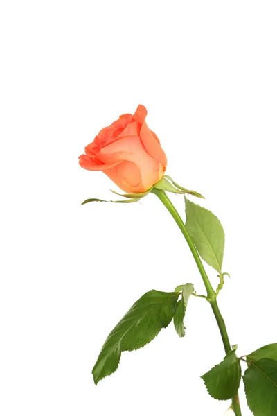 Bella rosa rosa — Foto Stock