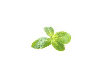 Beyaz izole taze nane