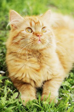 Kızıl saçlı uzun saç kedi