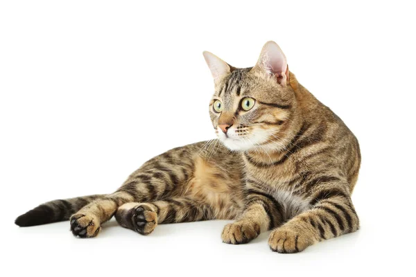 Schöne Hauskatze — Stockfoto