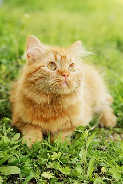 Рудий довге волосся кіт — стокове фото