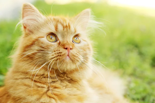 Kızıl saçlı uzun saç kedi — Stok fotoğraf