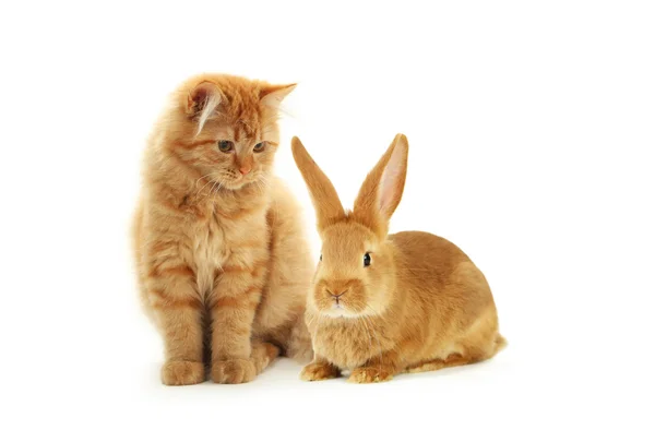 Long hair kitten and rabbit — Stock Photo, Image