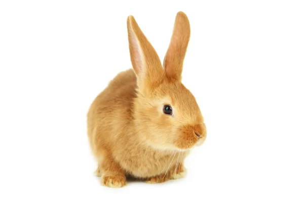年轻的红兔 — 图库照片