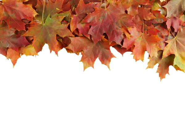 Hojas de otoño sobre fondo blanco — Foto de Stock