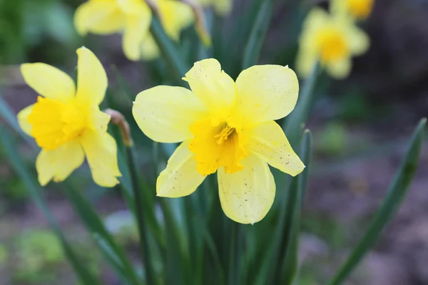 Flores amarelas de narciso — Fotografia de Stock