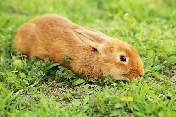 Junges rotes Kaninchen — Stockfoto