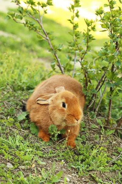 Молодий червоний кролик — стокове фото