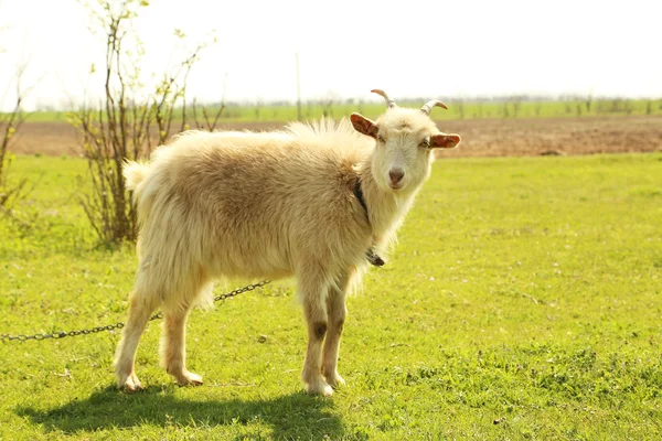 Young goatling outdoors — Stock Photo, Image