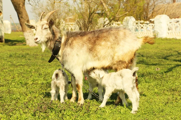 Young goatlings with mother — Stock Photo, Image