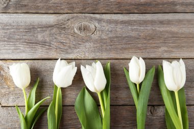 güzel beyaz laleler