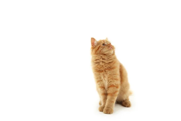Vörös hosszú haj cica — Stock Fotó
