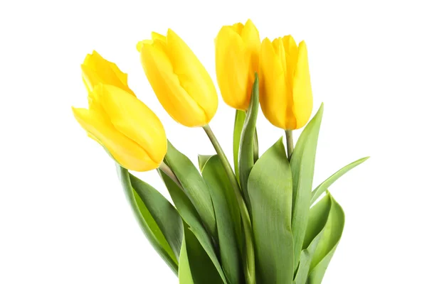 Hermosos tulipanes amarillos —  Fotos de Stock