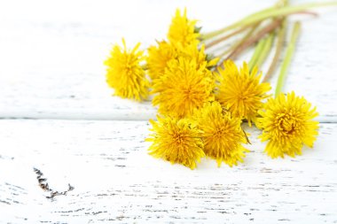 karahindiba sarı çiçek