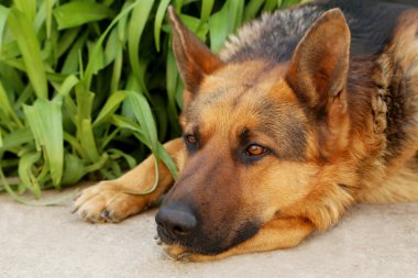 Çoban köpeği açık havada