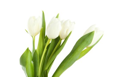 güzel beyaz laleler