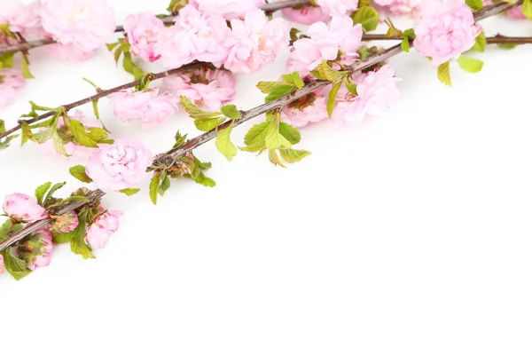 Primavera ramo de floração — Fotografia de Stock