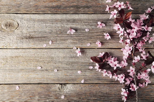 Rama floreciente de primavera — Foto de Stock