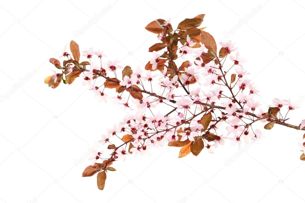Spring flowering branch