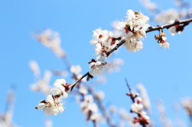 beyaz kayısı ağacı çiçekleri