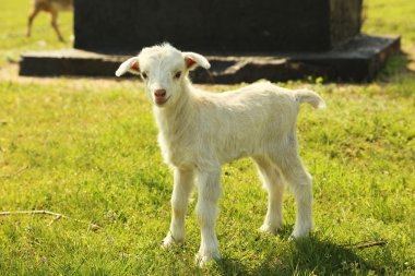 Genç goatling açık havada