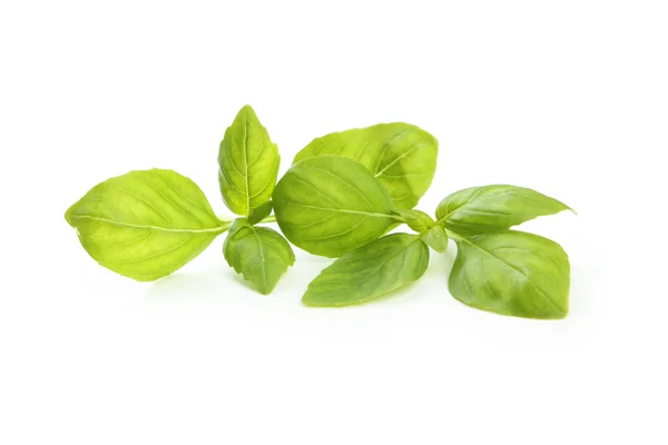 Fresh basil leaves — Stock Photo, Image