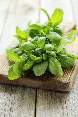 taze fesleğen yaprağı