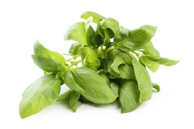 taze fesleğen yaprağı