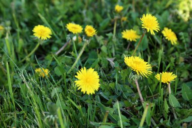 Bahar sarı dandelions