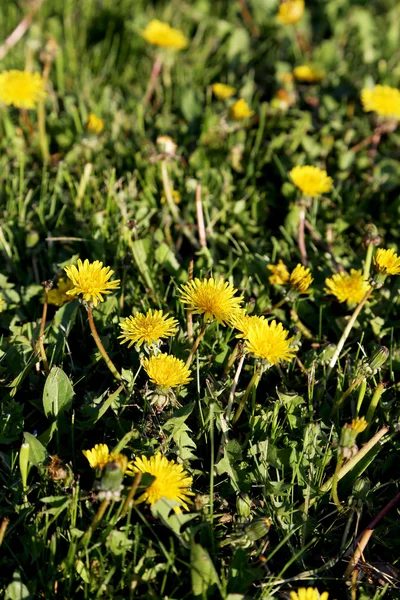 黄色春タンポポ — ストック写真