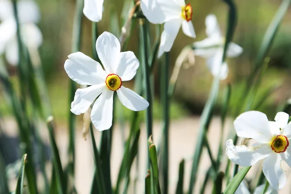 Narcisos brancos de primavera — Fotografia de Stock
