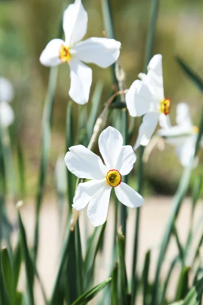 Narcisos brancos de primavera — Fotografia de Stock