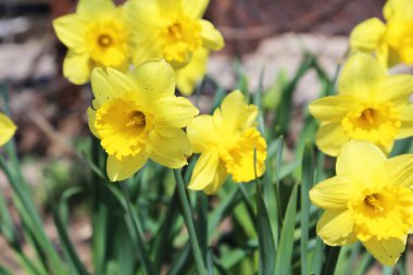 Sarı narsisli çiçekler