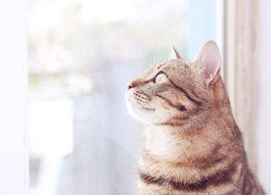 Güzel kısa saç kedi