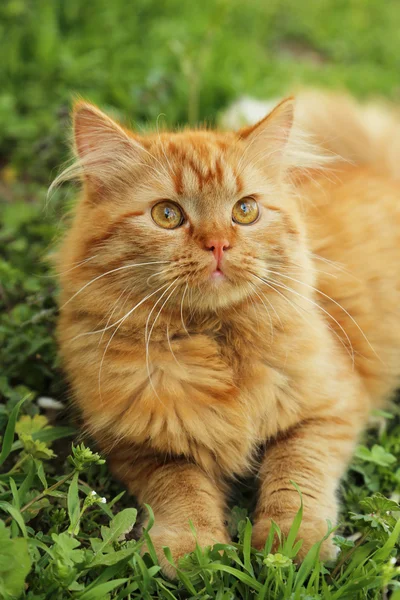 Pelirroja pelo largo gato — Foto de Stock