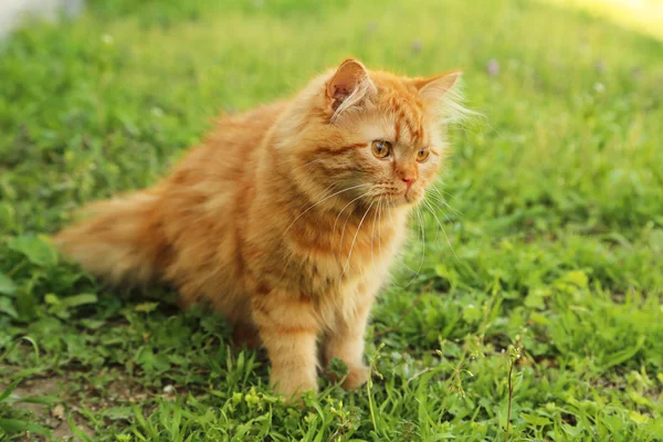 赤毛の長い髪の猫 — ストック写真