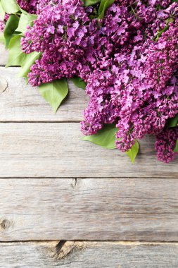 Mor Eflatun çiçekler