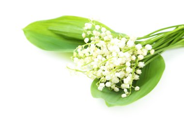 Lily vadi yaprakları ile