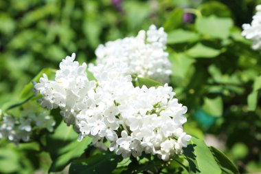 Eflatun çiçekler çok güzel