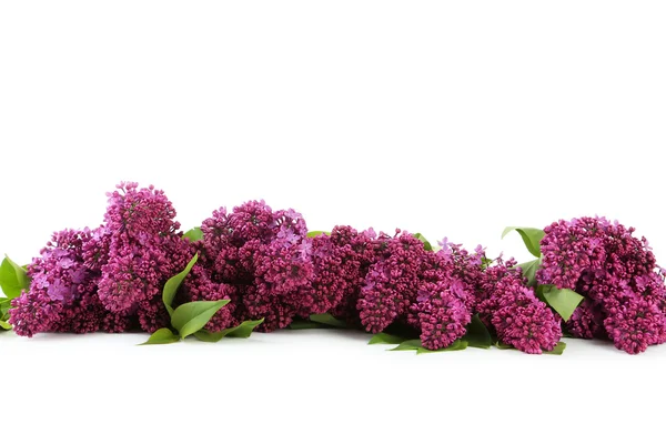 Purple lilac flowers — Stock Photo, Image