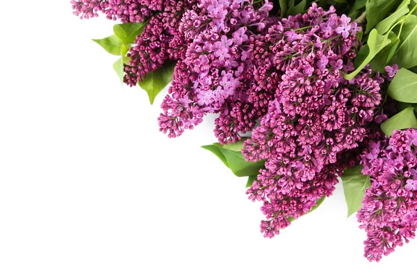 Flores lilás roxas — Fotografia de Stock