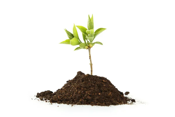 Молодое зеленое растение в почве — стоковое фото