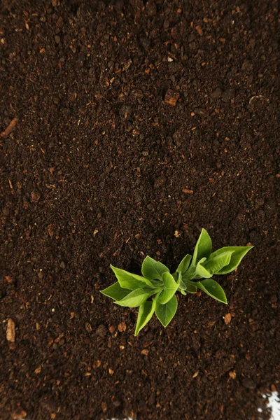 Fiatal zöld növények, a talaj — Stock Fotó
