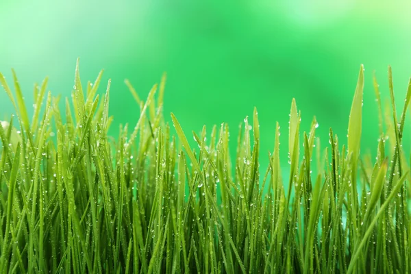 Grama verde húmida — Fotografia de Stock