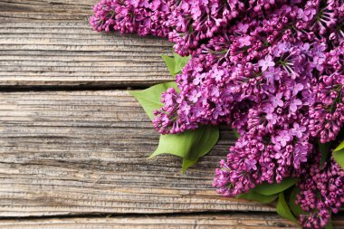 Mor Eflatun çiçekler