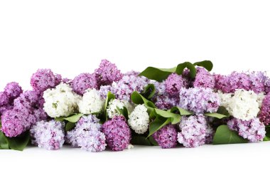 Güzel mor ve beyaz leylak