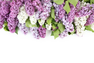 güzel leylak arka plan