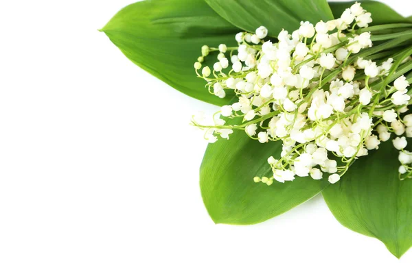 Lily of the Valley with leaves on a white background — Stock Photo, Image