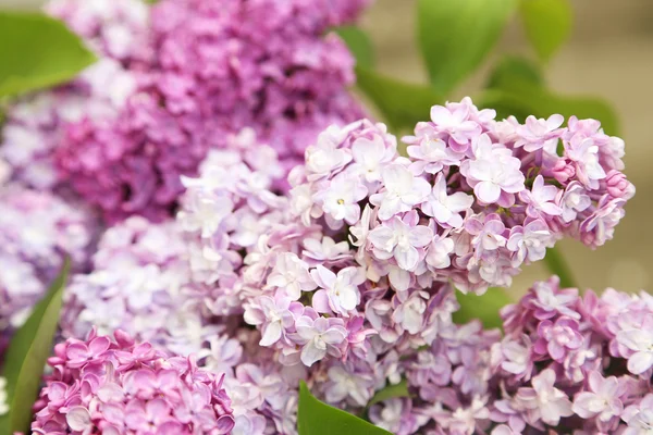 Beautiful lilac outdoors — Stock Photo, Image