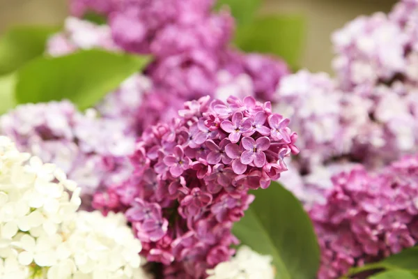 Beau lilas en plein air — Photo